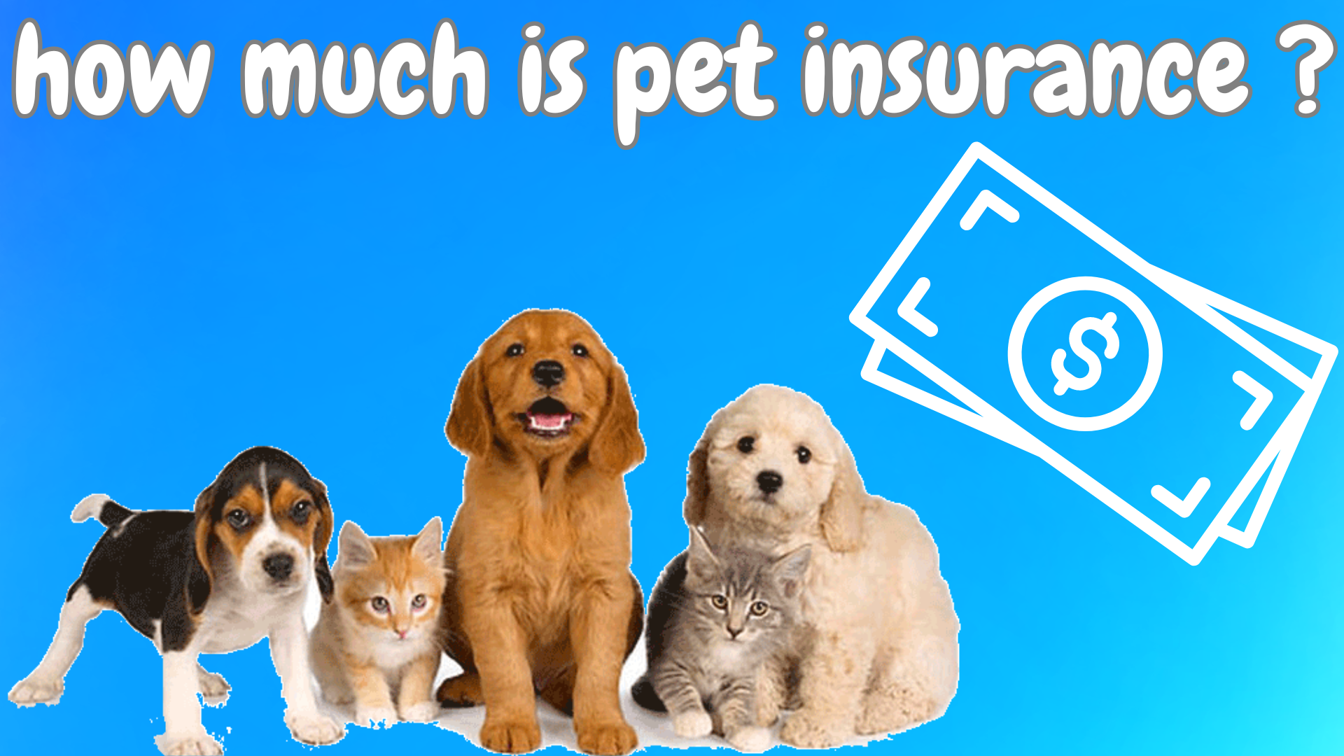 pet insurance