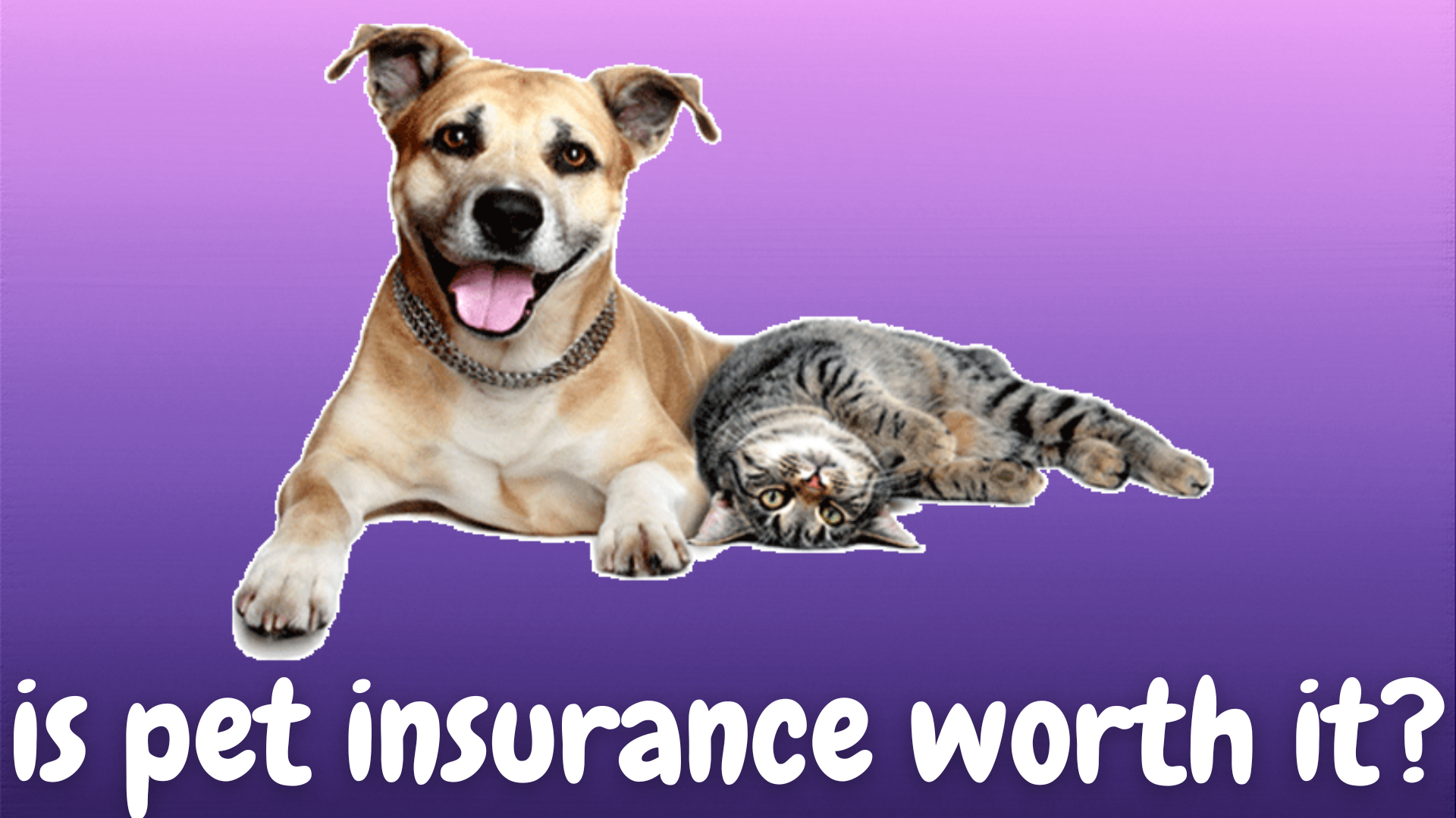 pet insurance