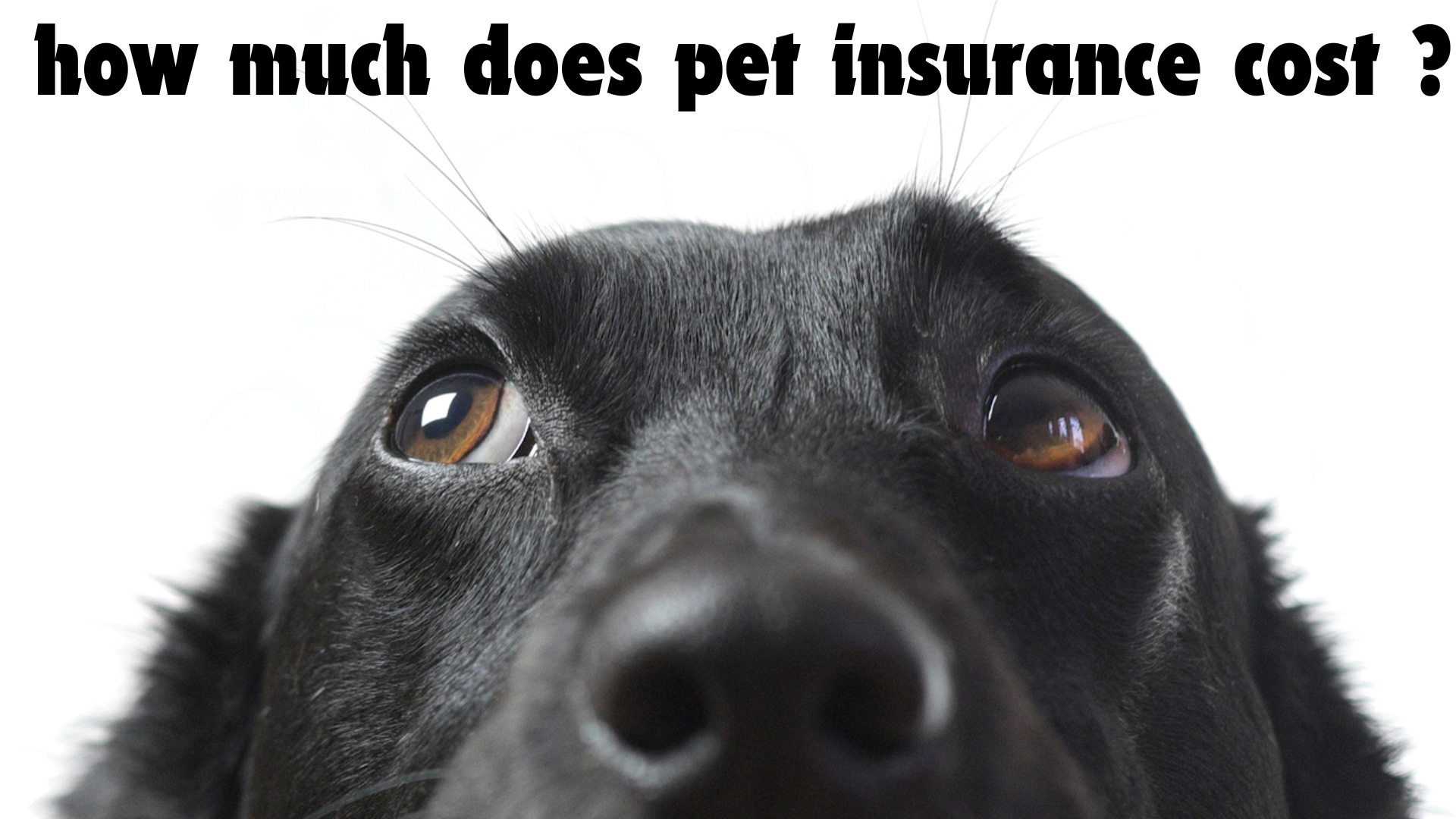 Pet Insurance